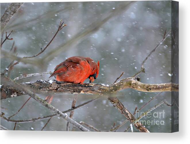 Male Northern Cardinal Canvas Print featuring the photograph Male Northern Cardinal #3 by Lila Fisher-Wenzel