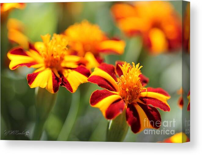 Mccombie Canvas Print featuring the photograph Novelty French Marigold named Mr. Majestic #4 by J McCombie
