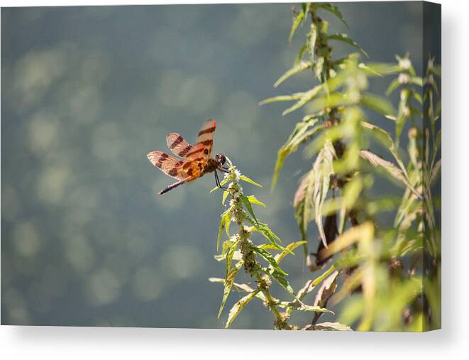Picture Of A Red Dragonfly Canvas Print featuring the photograph Red Dragonfly #3 by Susan Jensen