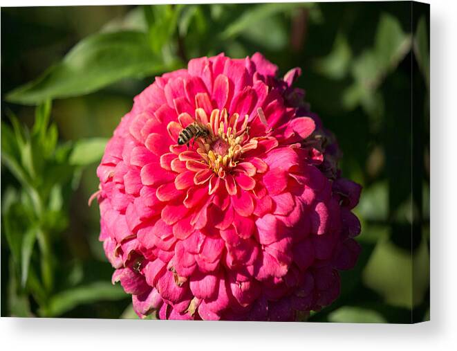 Bee Canvas Print featuring the photograph Red Flower #3 by Susan Jensen
