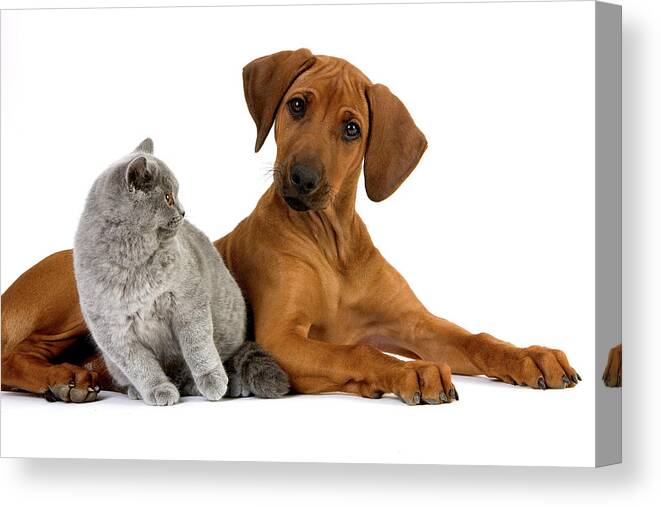 Adult Canvas Print featuring the photograph Rhodesian Ridgeback #3 by Gerard Lacz