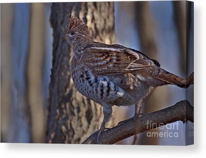 Bedford Canvas Print featuring the photograph Ruffed Grouse #3 by Ronald Lutz