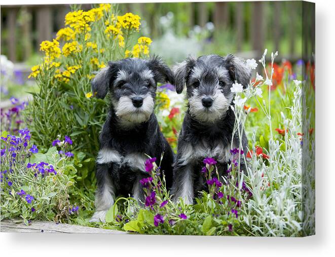 Dog Canvas Print featuring the photograph Schnauzer Puppy Dogs #3 by John Daniels