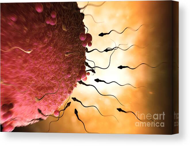 Fertility Canvas Print featuring the photograph Sperm And Ovum #3 by Science Picture Co