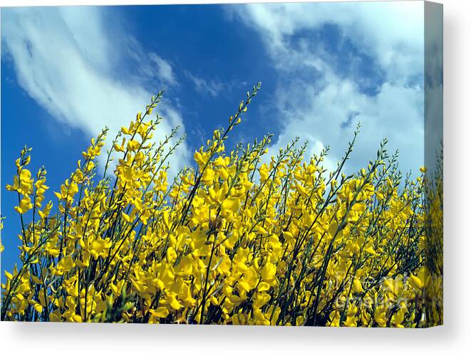 Spanish Broom; Spartium Junceum; Yellow; Blue; Sky; Flower; Wild; Plant; Spring; Print; Photograph; Photography; Springtime; Season; Nature; Natural; Natural Environment; Natural World; Flora; Bloom; Blooming; Blossom; Blossoming; Color; Colour; Colorful; Colourful; Earth; Environment; Ecological; Ecology; Country; Landscape; Countryside; Scenery; Macro; Close-up; Detail; Details; Esthetic; Esthetics; Artistic; Beautiful; Beauty; Flowers Canvas Print featuring the photograph Spring wild flowers #1 by George Atsametakis