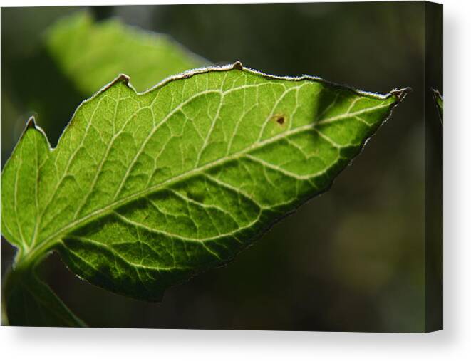 Kirkwood Canvas Print featuring the photograph Tomato Leaf #3 by Curtis Krusie
