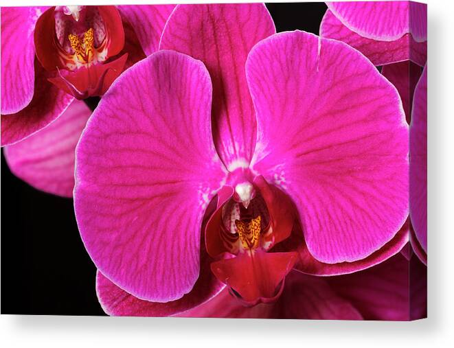 Close-up Canvas Print featuring the photograph USA, Oregon, Keizer, Hybrid Orchid #3 by Rick A Brown