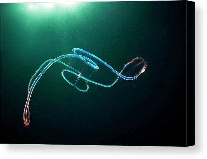 Animal Canvas Print featuring the photograph Venus Girdle Comb Jelly #3 by Alexander Semenov/science Photo Library