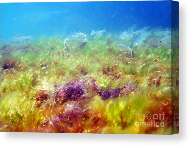 Water Canvas Print featuring the photograph White bream. #4 by Alexandr Malyshev