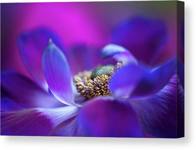 Anemone Canvas Print featuring the photograph Windflower #3 by Jacky Parker