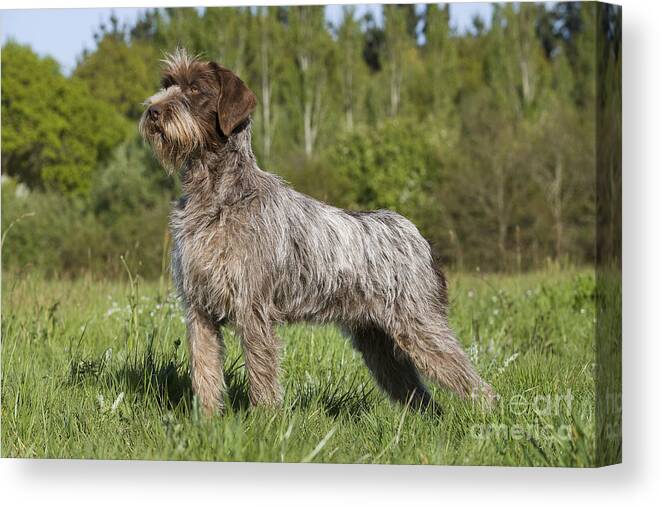 Dog Canvas Print featuring the photograph Wire-haired Pointing Griffon #3 by Jean-Michel Labat