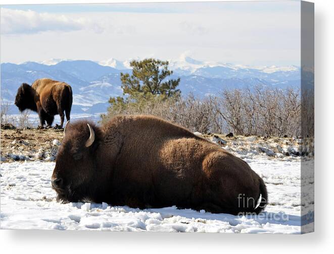 Buffalo Canvas Print featuring the photograph 302 by Anjanette Douglas