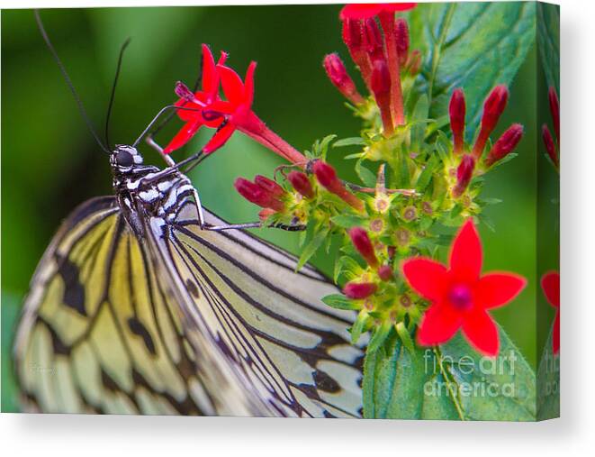 Butterfly Canvas Print featuring the photograph Butterfly #30 by Rene Triay FineArt Photos