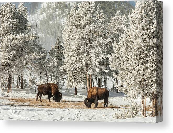 Animal Canvas Print featuring the photograph USA, Wyoming, Yellowstone National Park #31 by Jaynes Gallery