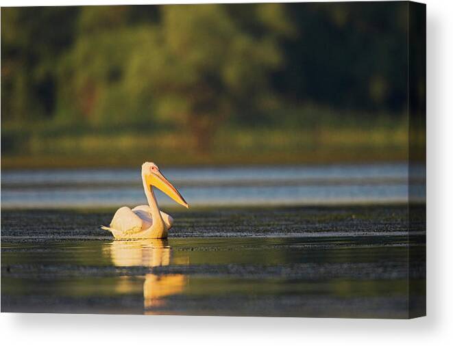 Animal Canvas Print featuring the photograph Great White Pelican (pelecanus #35 by Martin Zwick