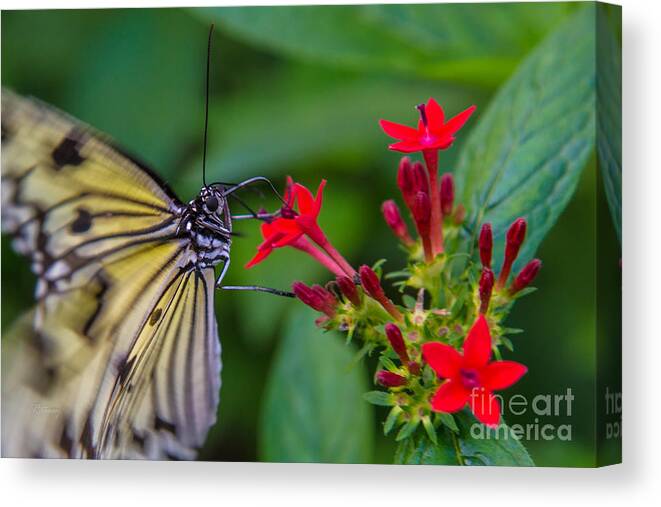 Butterfly Canvas Print featuring the photograph Butterfly #7 by Rene Triay FineArt Photos
