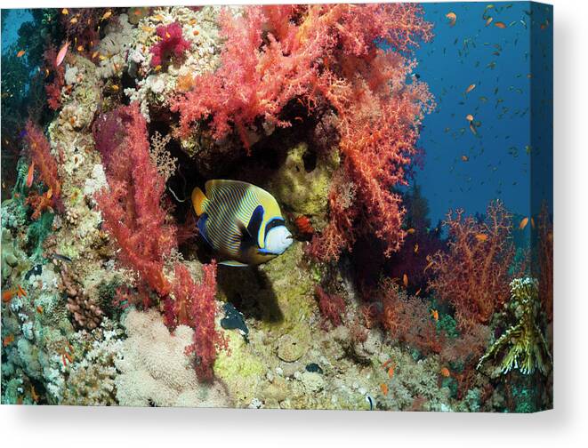 One Animal Canvas Print featuring the photograph Coral Reef Scenery #37 by Georgette Douwma