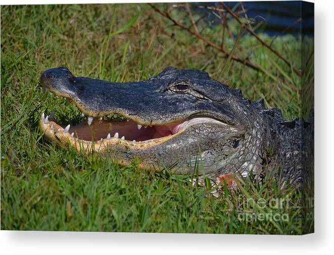 Alligator Canvas Print featuring the photograph 4- Alligator by Joseph Keane