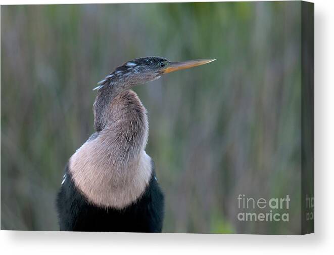 Nature Canvas Print featuring the photograph Anhinga #4 by Mark Newman