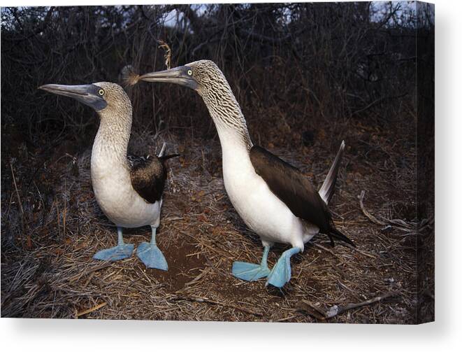 Feb0514 Canvas Print featuring the photograph Blue-footed Boobies Courting Galapagos #4 by Tui De Roy