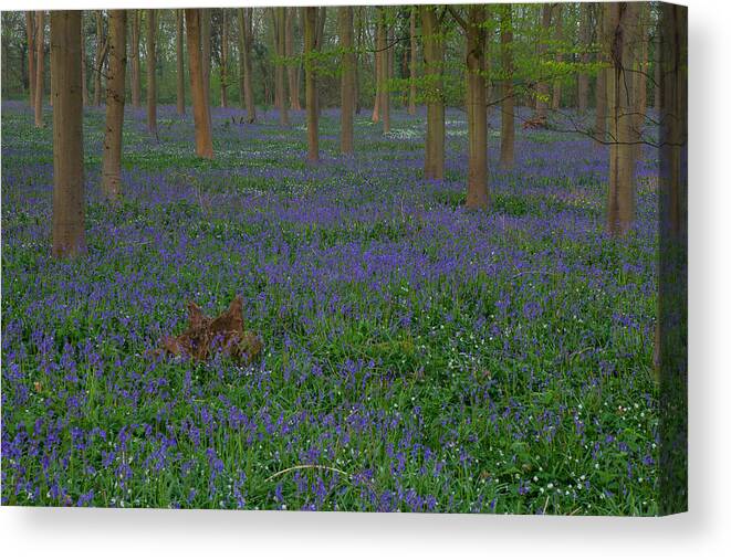 Bluebells Canvas Print featuring the photograph Bluebells in Oxey Wood #4 by Nick Atkin