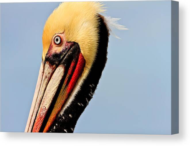 Pelican Canvas Print featuring the photograph Brown Pelican #4 by Ben Graham