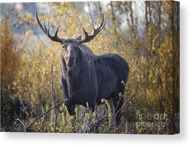 Bull Moose Canvas Print featuring the photograph Bull Moose #4 by Ronald Lutz
