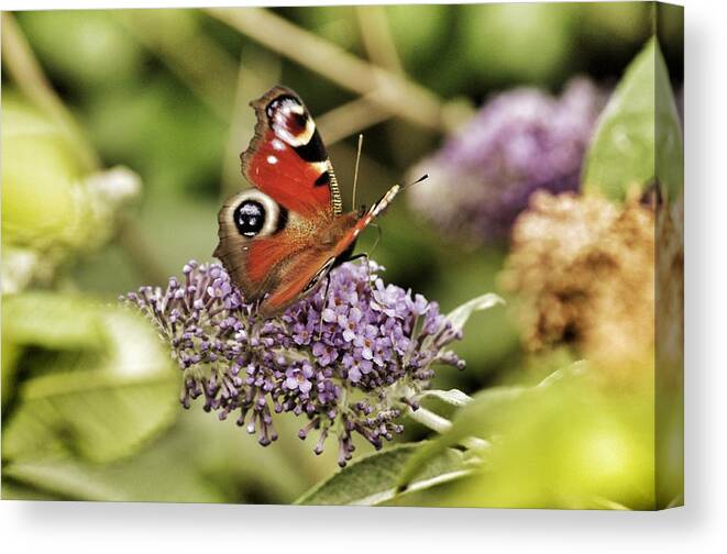 Butterfly Canvas Print featuring the photograph Butterfly #4 by Lorraine Lumb