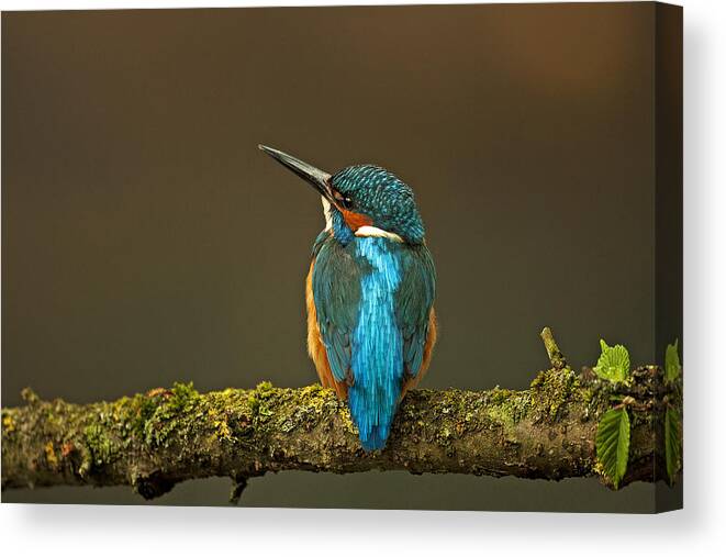 Kingfisher Canvas Print featuring the photograph Common Kingfisher #4 by Paul Scoullar