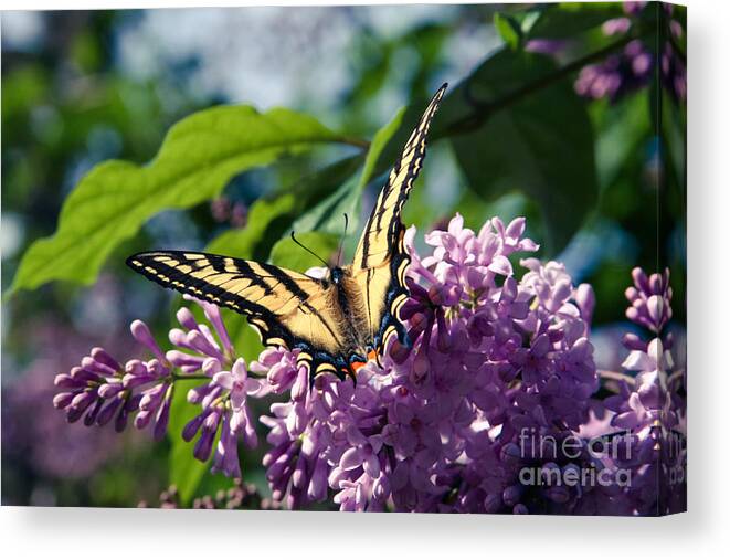 Butterfly Canvas Print featuring the photograph Expectation of the Dawn #2 by Sharon Mau
