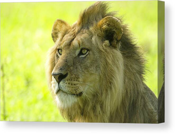 Lion Canvas Print featuring the photograph Golden Boy #4 by Michele Burgess