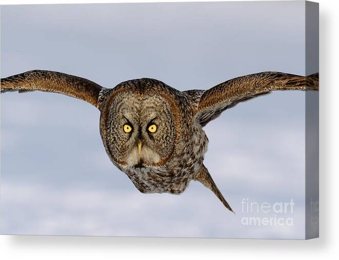 Great Gray Owl Canvas Print featuring the photograph Great Grey Owl by Scott Linstead