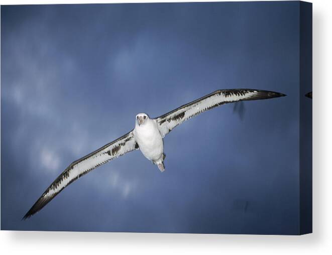 Feb0514 Canvas Print featuring the photograph Laysan Albatross Flying Midway Atoll #4 by Tui De Roy