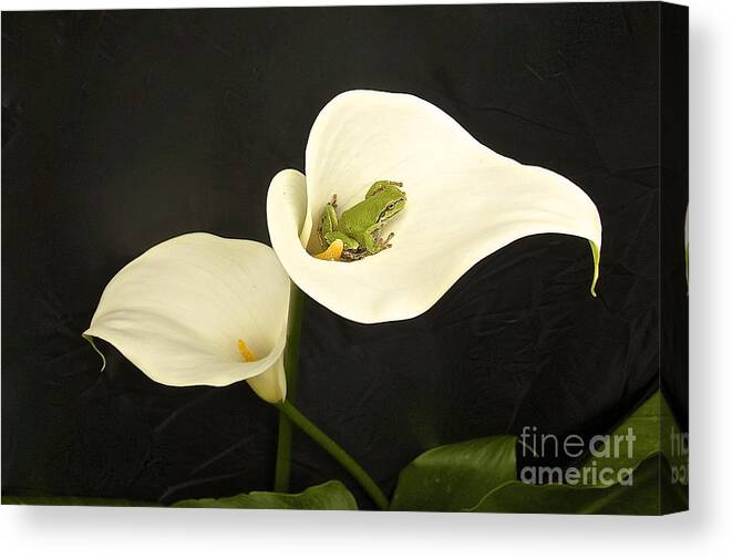 Photography Canvas Print featuring the photograph Pacific Tree Frog #4 by Sean Griffin