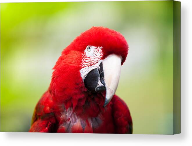 Parrot Canvas Print featuring the photograph Parrot #4 by Sebastian Musial