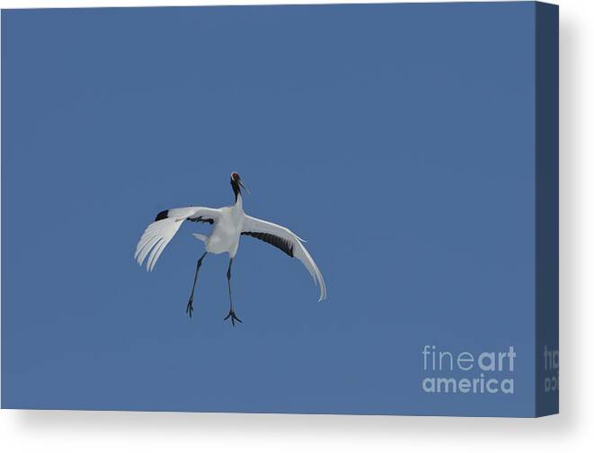 Asian Fauna Canvas Print featuring the photograph Red-crowned Crane #4 by John Shaw