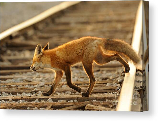 Red Fox Canvas Print featuring the photograph Red Fox #4 by Scott Linstead