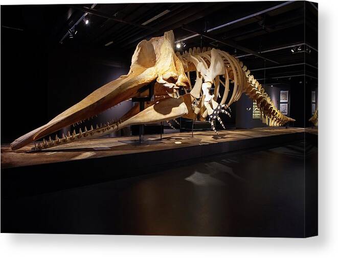 Sperm Whale Canvas Print featuring the photograph Sperm Whale Skeleton Display #4 by Thomas Fredberg