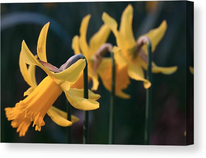 Daffodils Canvas Print featuring the photograph Spring sunshine #4 by Shirley Mitchell