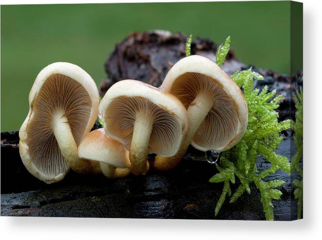 Fungi Canvas Print featuring the photograph Sulphur Tuft Fungus #4 by Nigel Downer