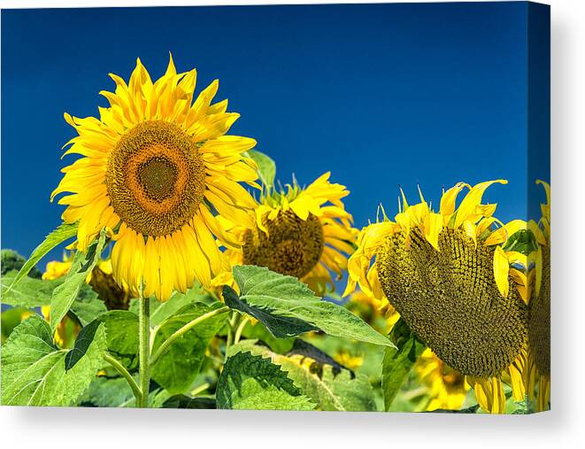 Ellis County Sunflowers Canvas Print featuring the photograph Sunflowers #4 by Victor Culpepper