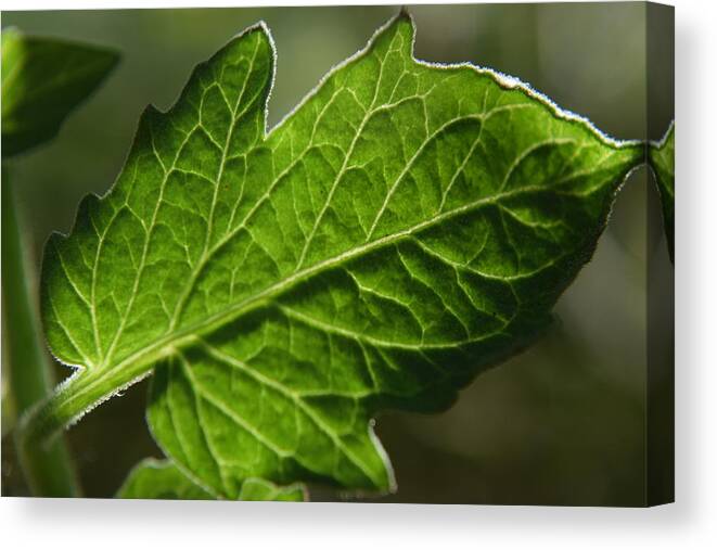 Kirkwood Canvas Print featuring the photograph Tomato Leaf #4 by Curtis Krusie