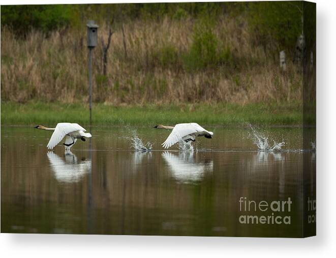 Anatidae Canvas Print featuring the photograph Trumpeter Swans Cygnus Buccinator #4 by Linda Freshwaters Arndt