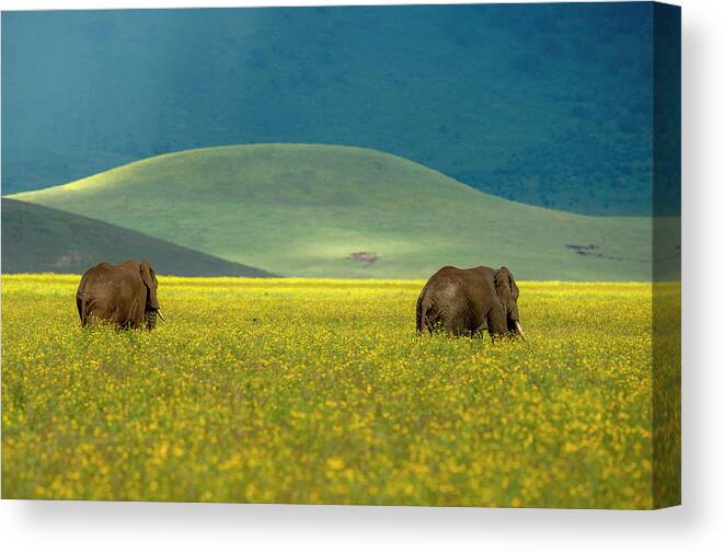 Elephant Canvas Print featuring the photograph Untitled 4 by E.amer