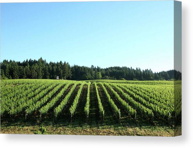 Agriculture Canvas Print featuring the photograph Vineyards In The Willamette Valley #4 by Clay McLachlan
