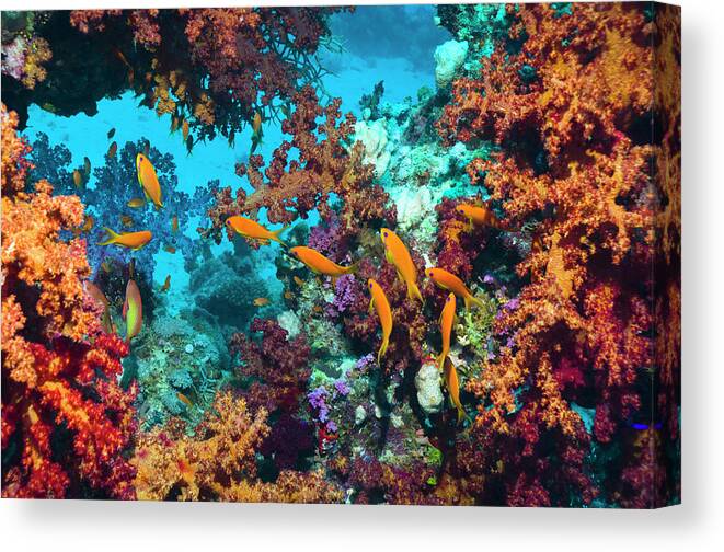 Tranquility Canvas Print featuring the photograph Coral Reef Scenery #41 by Georgette Douwma