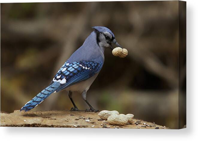 Blue Jay Canvas Print featuring the photograph Blue Jay #5 by Josef Pittner