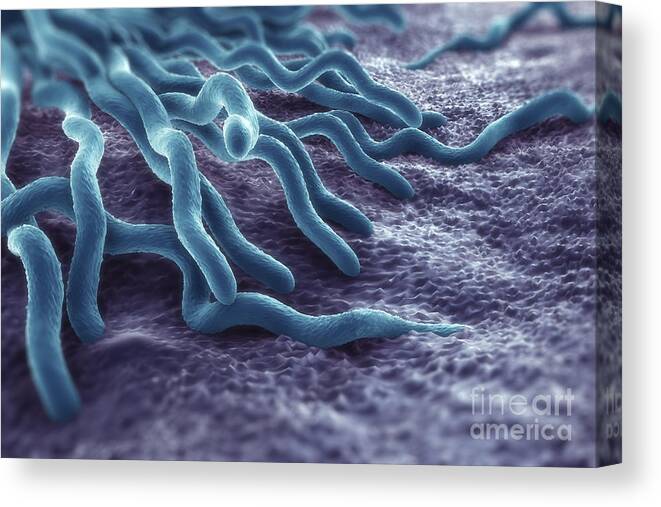 3d Visualisation Canvas Print featuring the photograph Borrelia Burgdorferi #5 by Science Picture Co