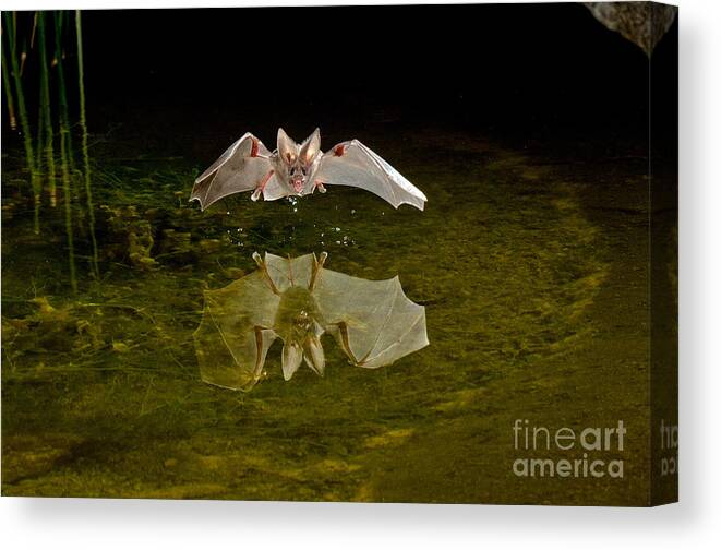 Animal Canvas Print featuring the photograph California Leaf-nosed Bat At Pond #5 by Anthony Mercieca