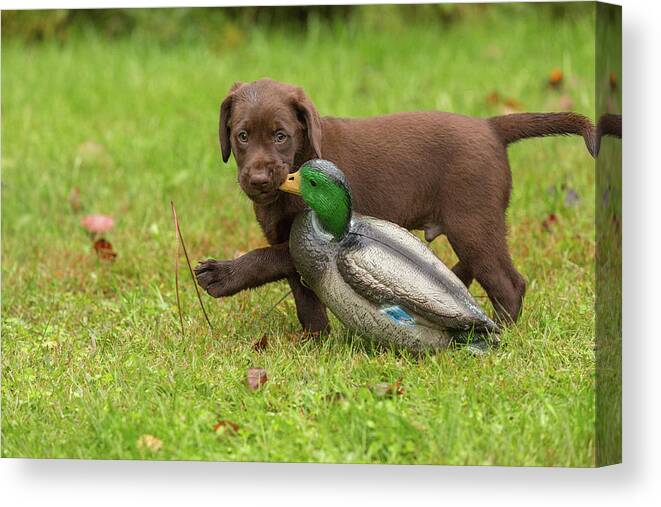 Adorable Canvas Print featuring the photograph Chocolate Labrador Retriever Puppy #5 by Linda Arndt